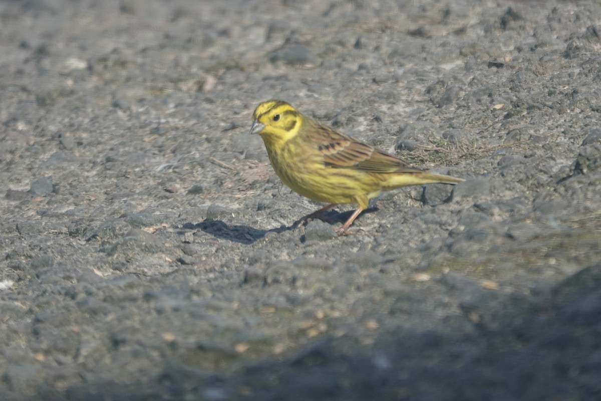 Yellowhammer - ML632445088