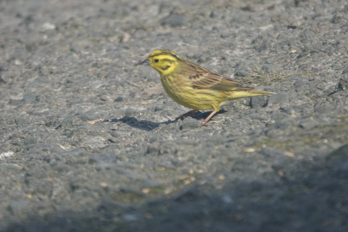 Yellowhammer - ML632445089