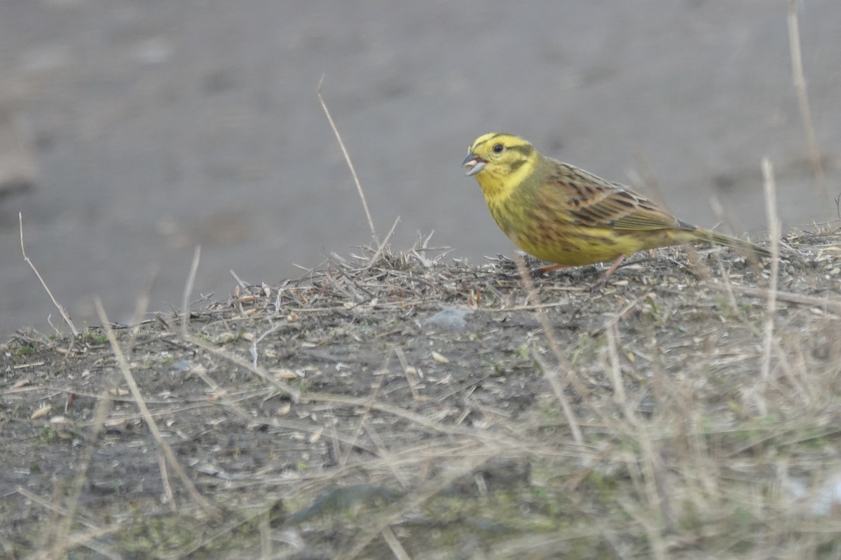 Yellowhammer - ML632445093