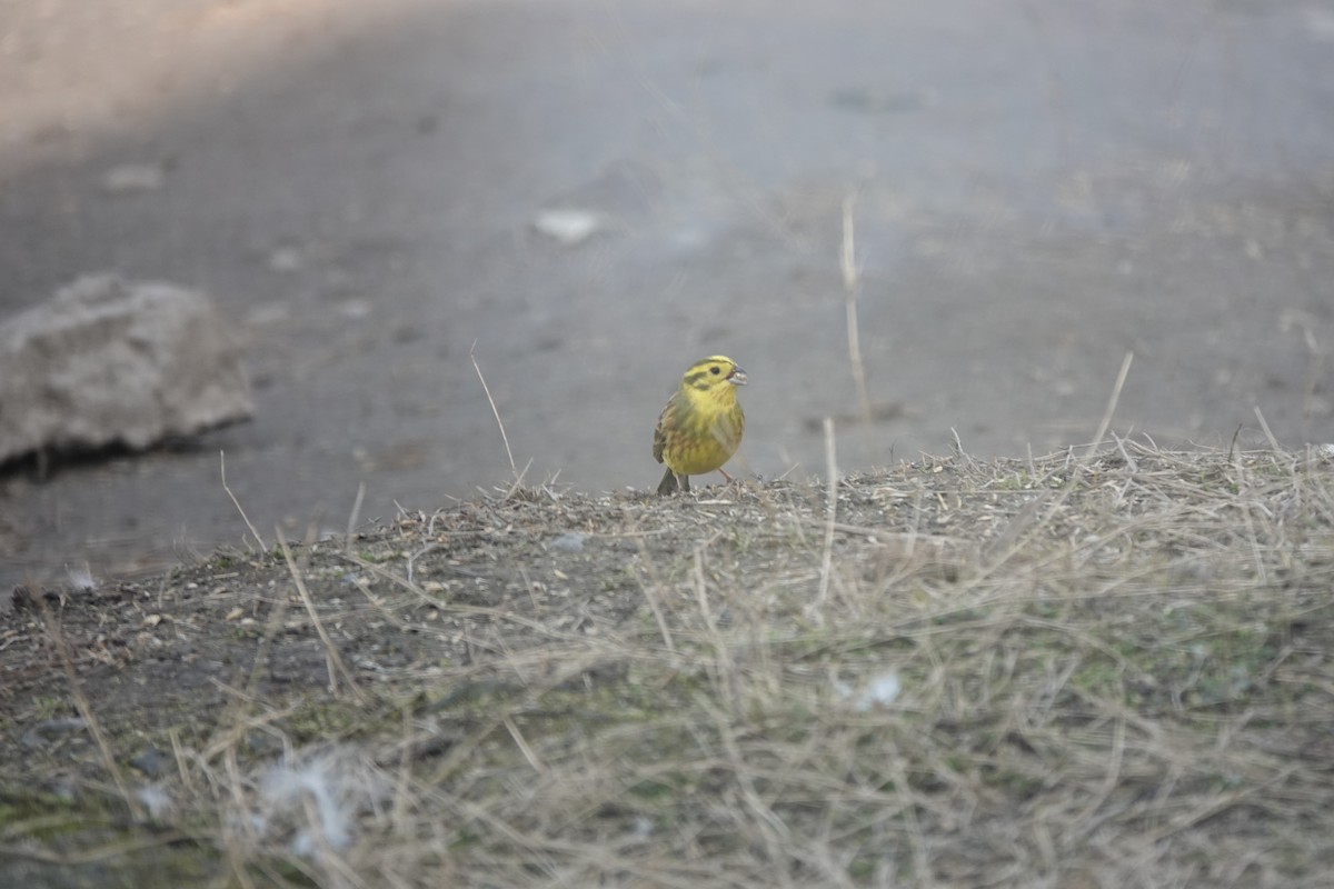 Yellowhammer - ML632445095