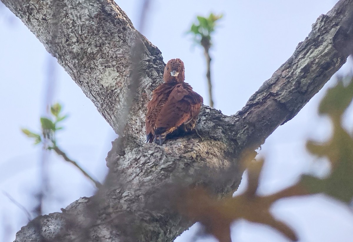 Cinnamon Woodpecker - ML632445098