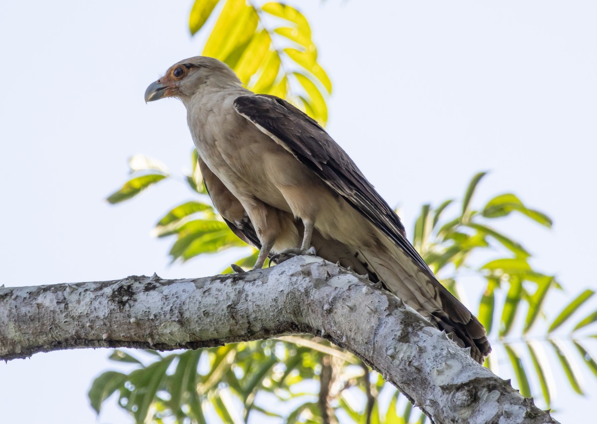 Yellow-headed Caracara - ML632445109