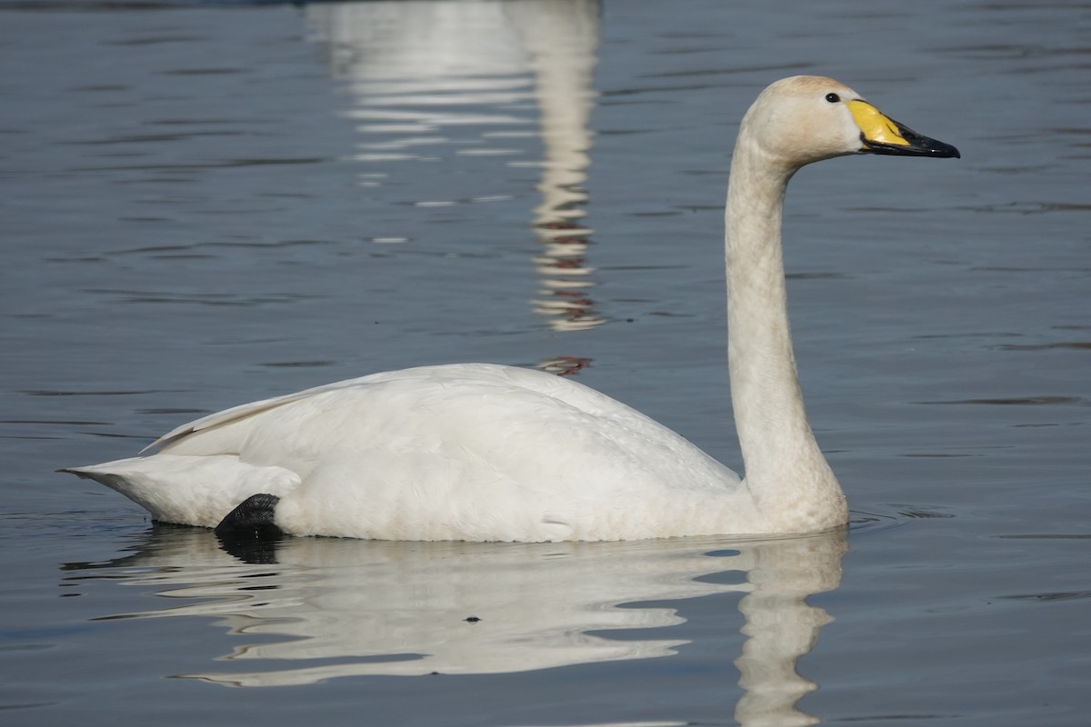 Whooper Swan - ML632445112