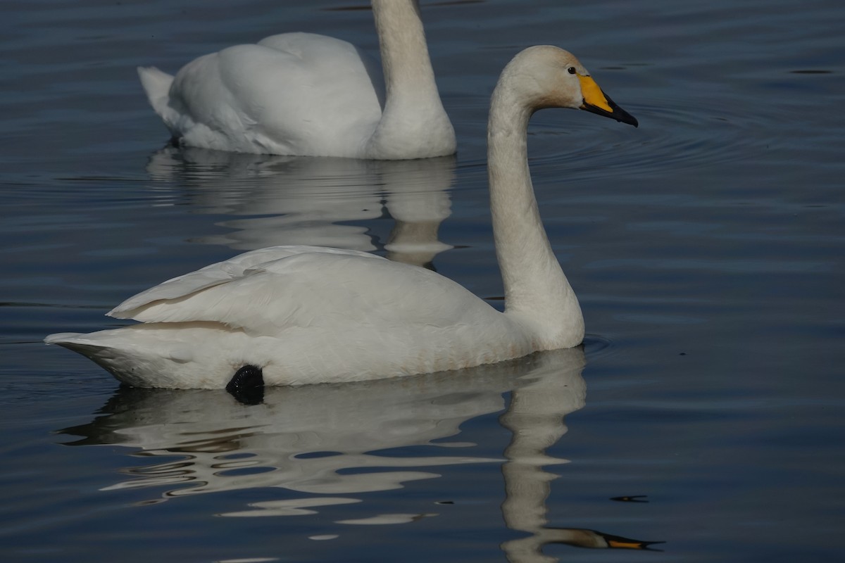 Whooper Swan - ML632445113