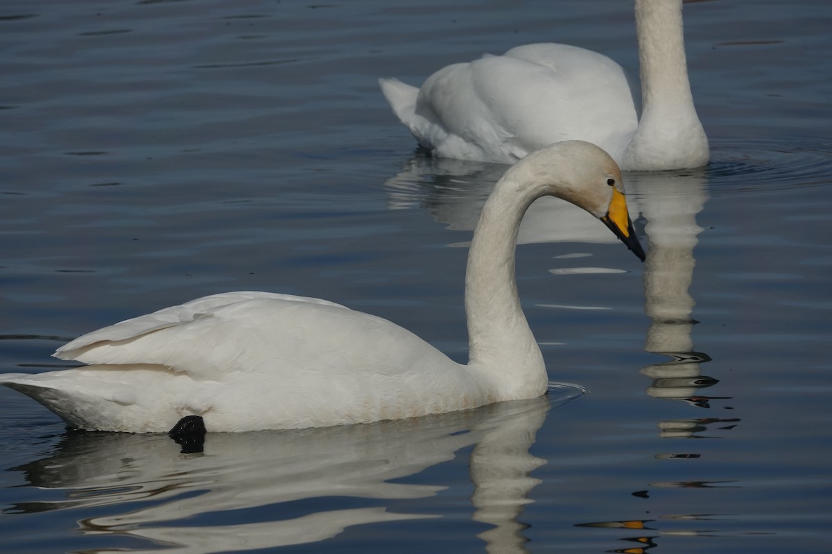 Whooper Swan - ML632445114