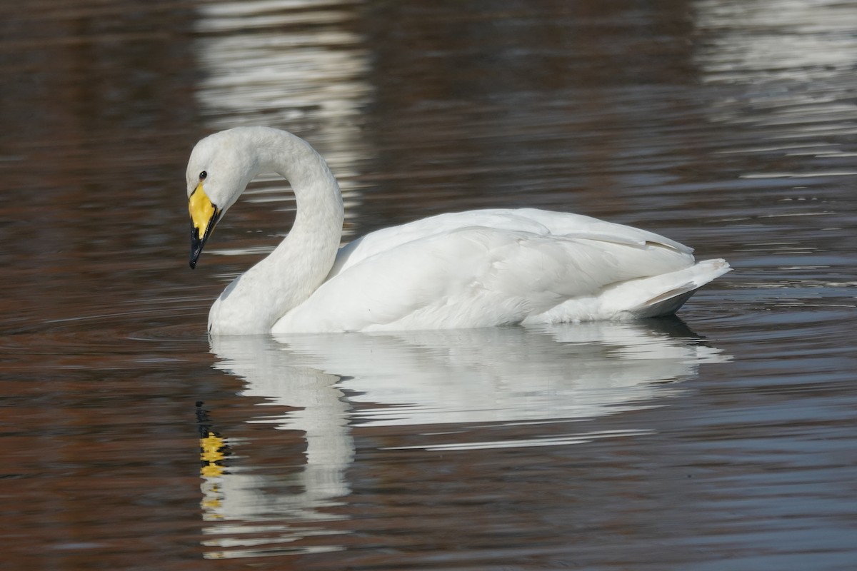 Whooper Swan - ML632445115