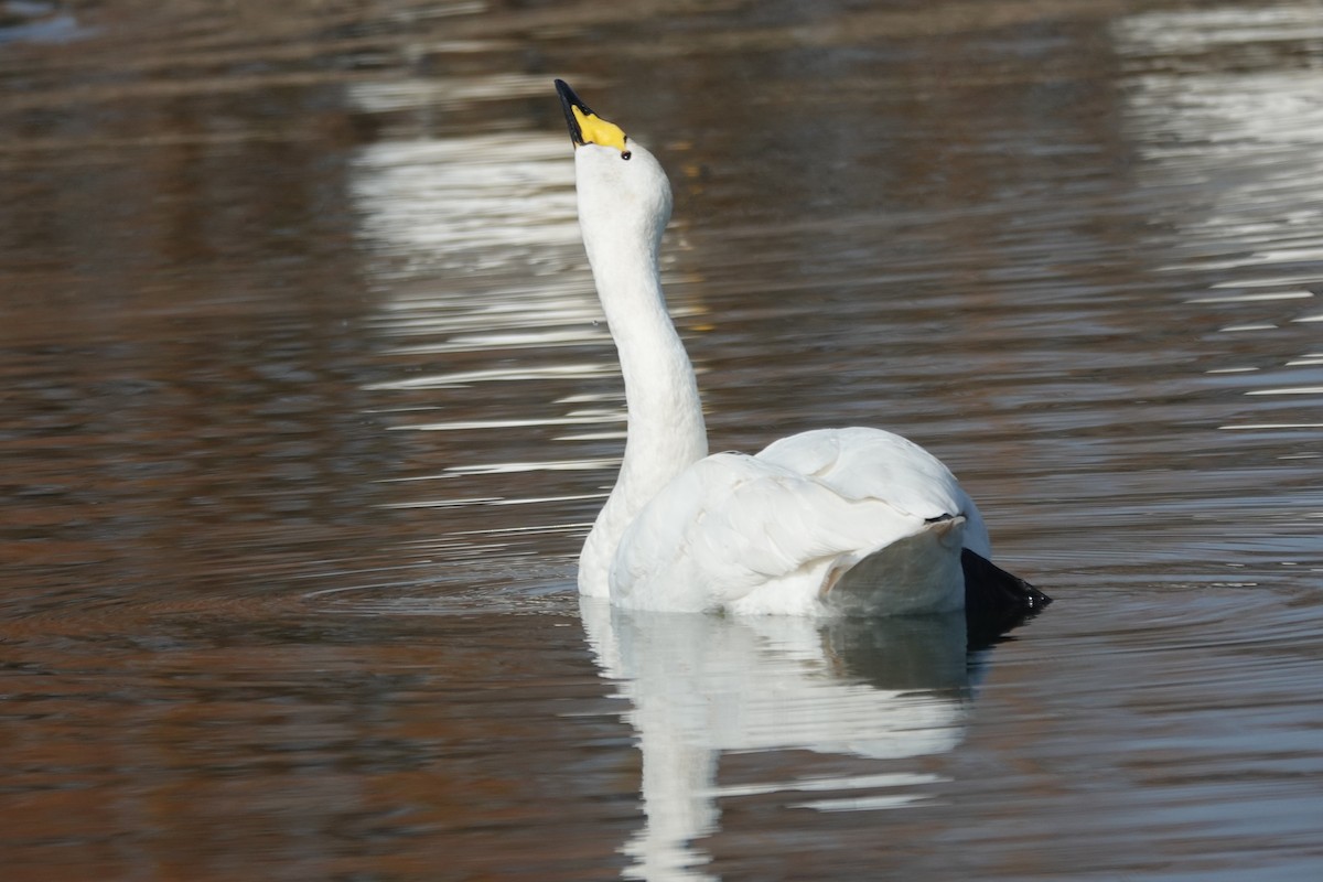 Whooper Swan - ML632445116