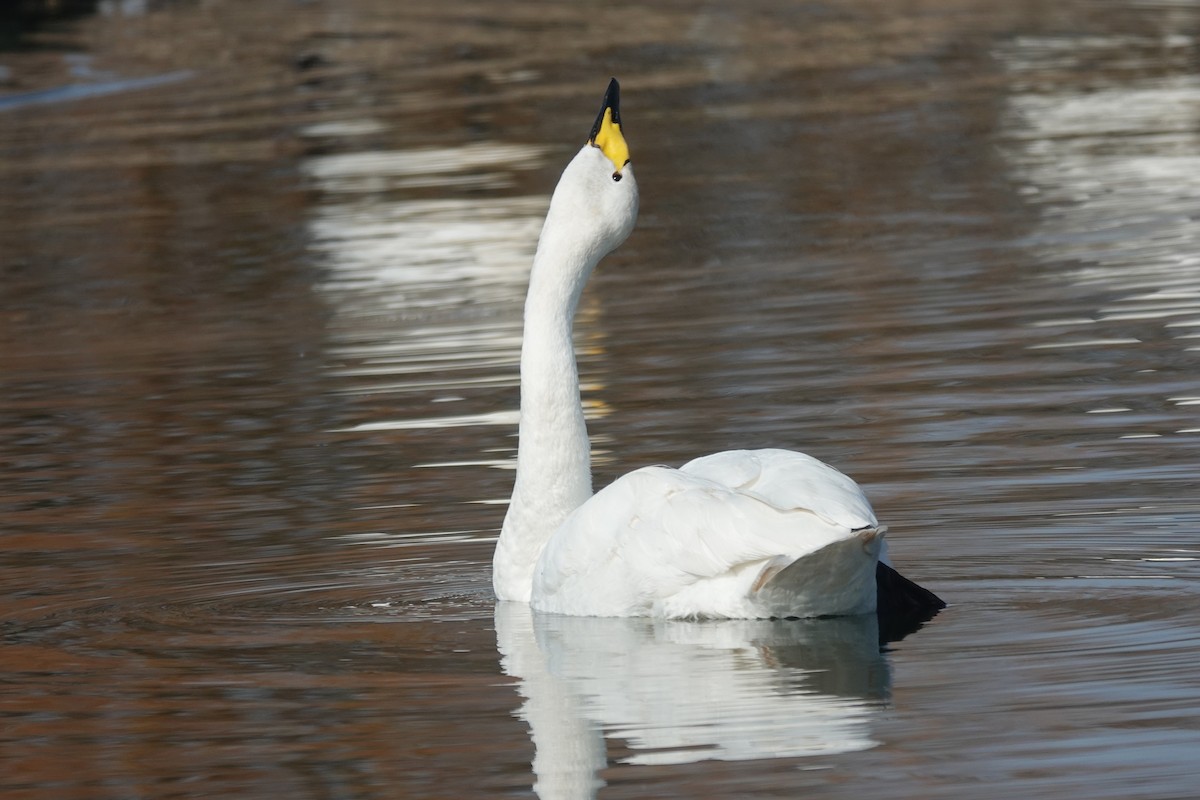 Whooper Swan - ML632445117
