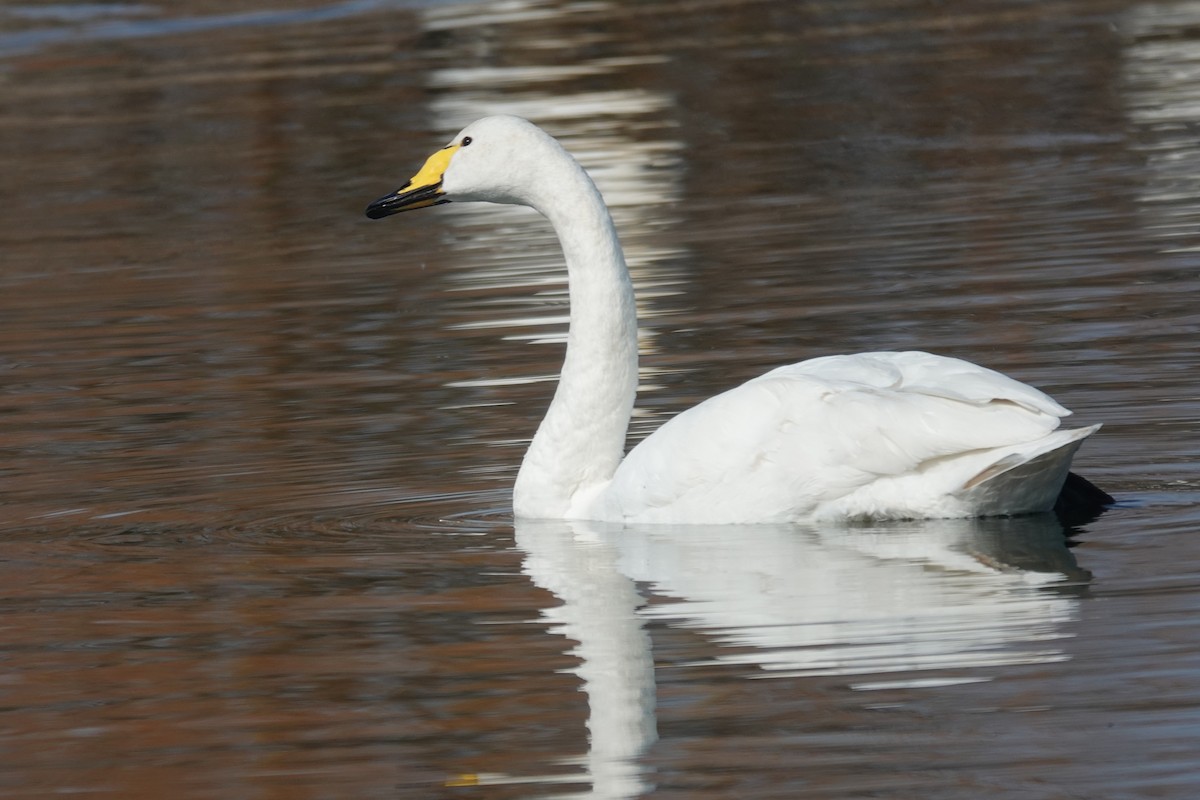 Whooper Swan - ML632445118