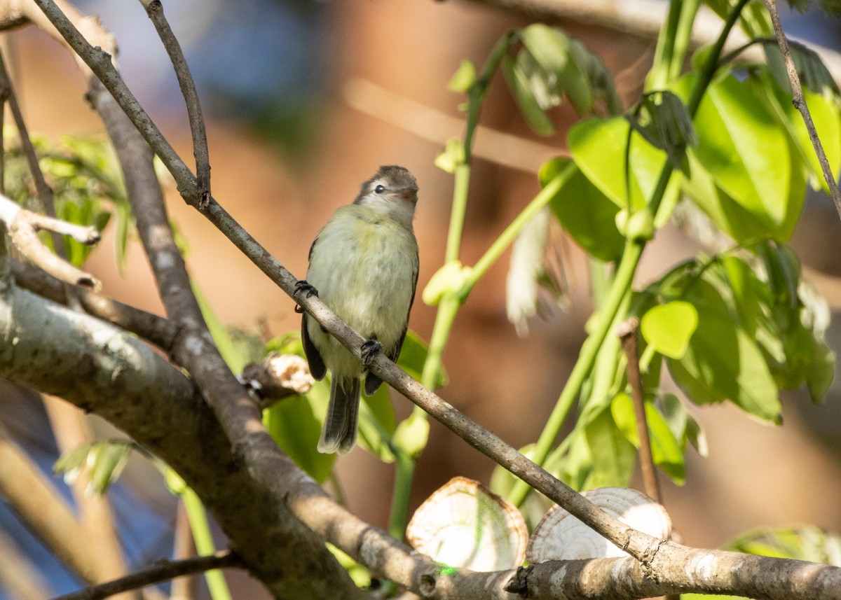 Southern Beardless-Tyrannulet - ML632445121