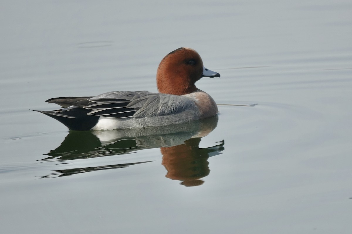 Eurasian Wigeon - ML632445133