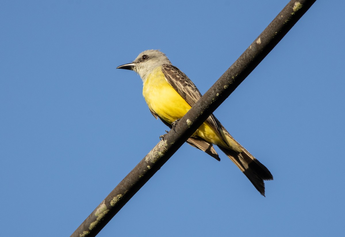 Tropical Kingbird - ML632445134