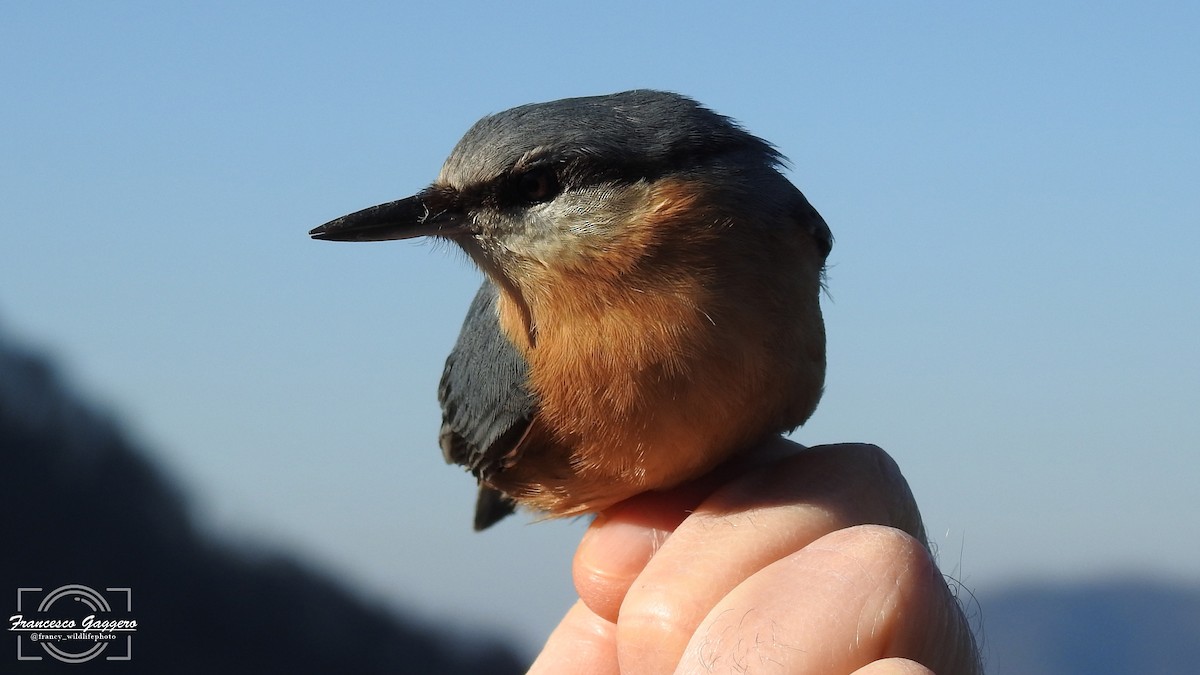 Eurasian Nuthatch - ML632445342