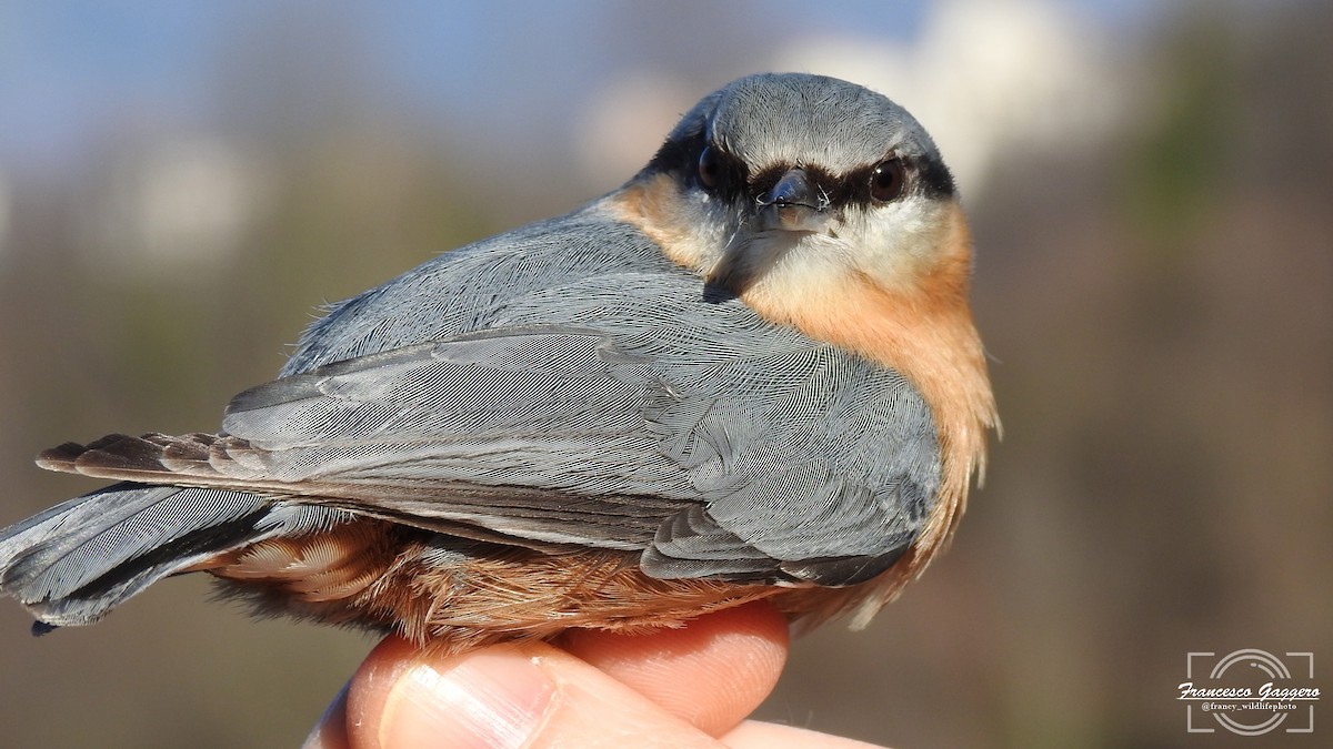 Eurasian Nuthatch - ML632445344