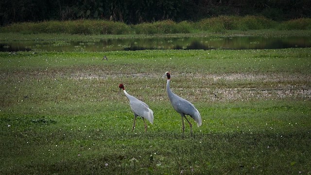 Sarus Crane - ML632445368
