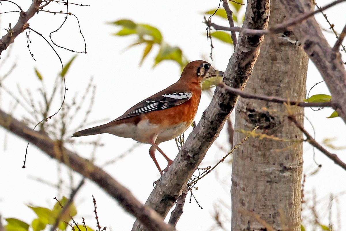 Orange-banded Thrush - ML632445687