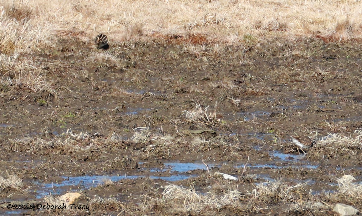 Wilson's Snipe - ML632445693