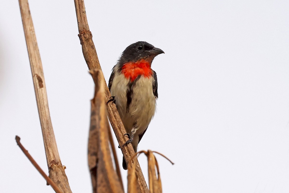 Red-chested Flowerpecker - ML632445714