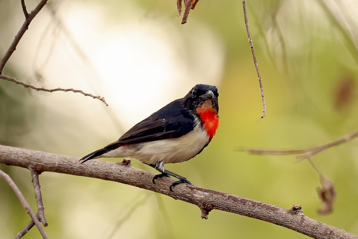 Red-chested Flowerpecker - ML632445716
