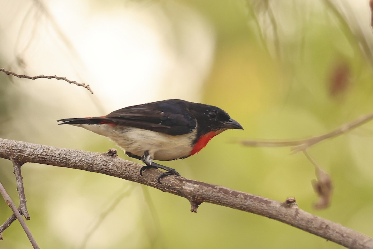 Red-chested Flowerpecker - ML632445717