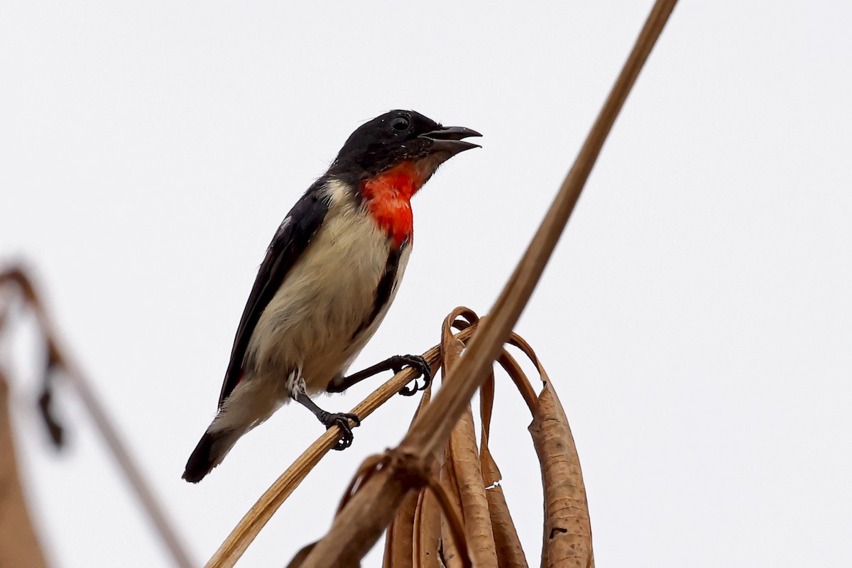 Red-chested Flowerpecker - ML632445719