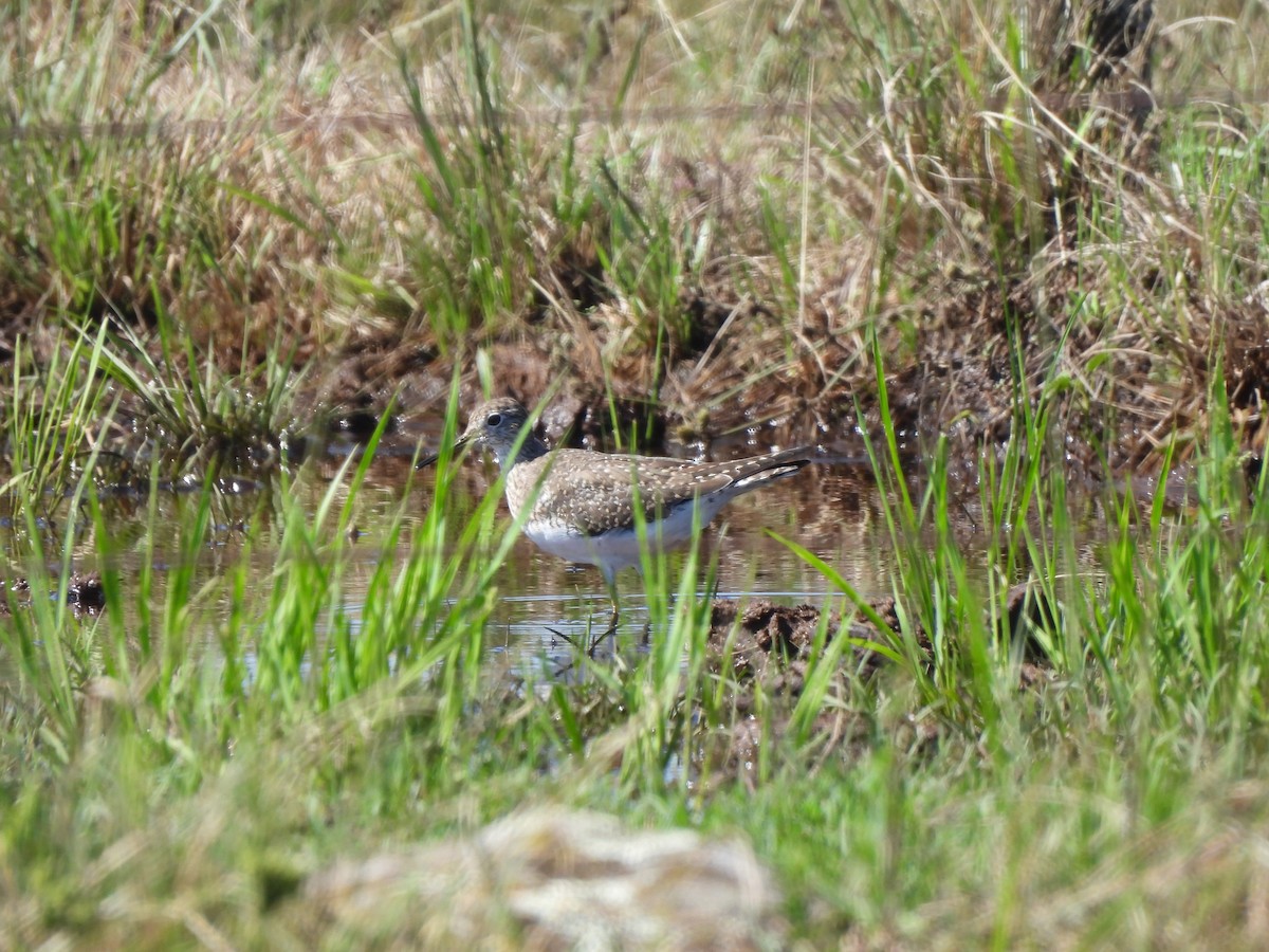Solitary Sandpiper - ML632445874