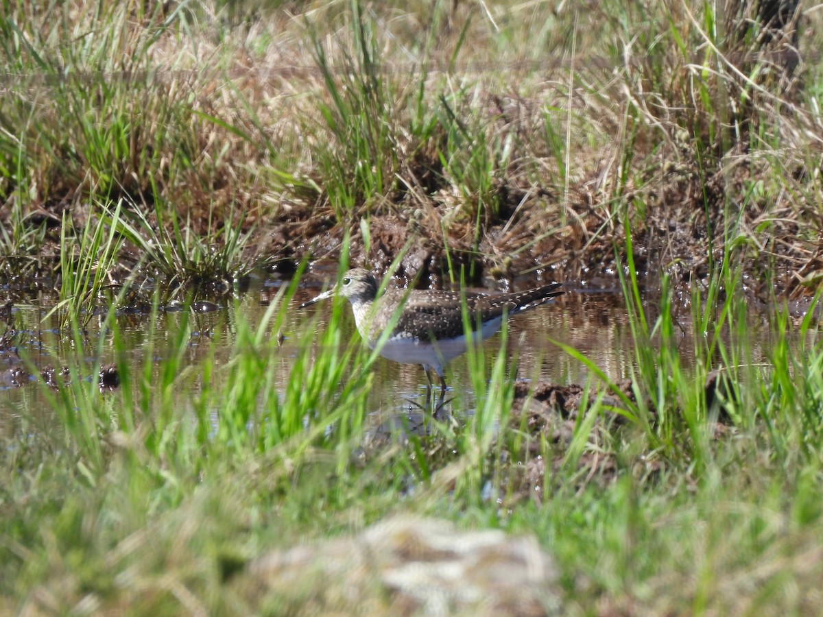 Solitary Sandpiper - ML632445880