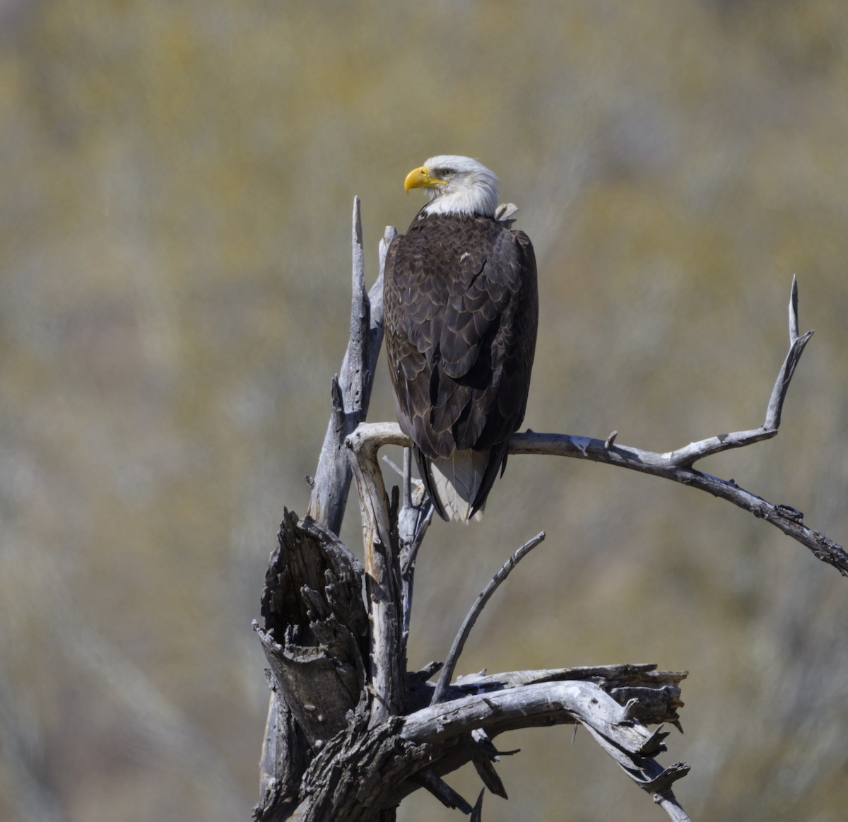 Bald Eagle - ML632445967