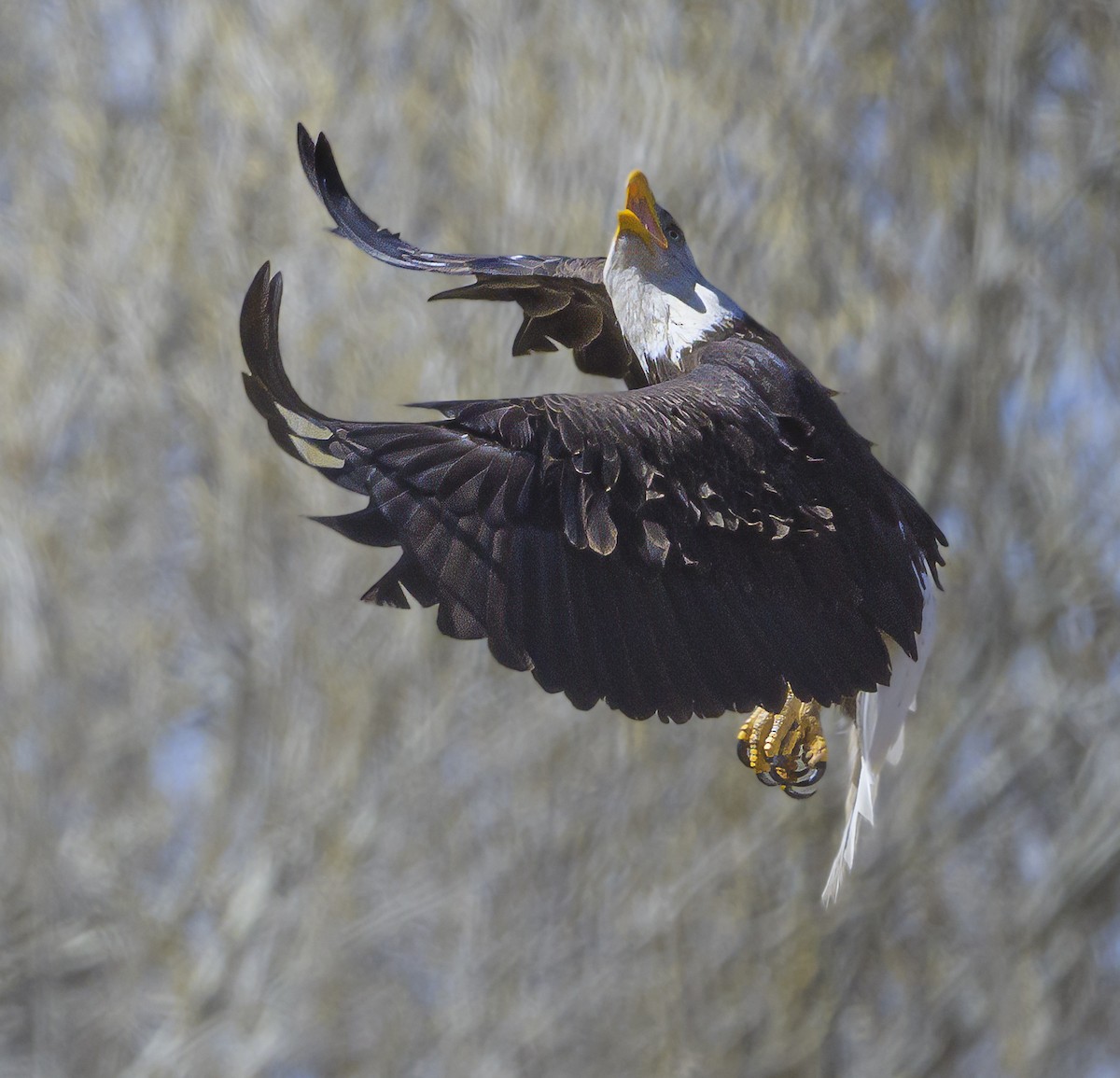 Bald Eagle - ML632445968