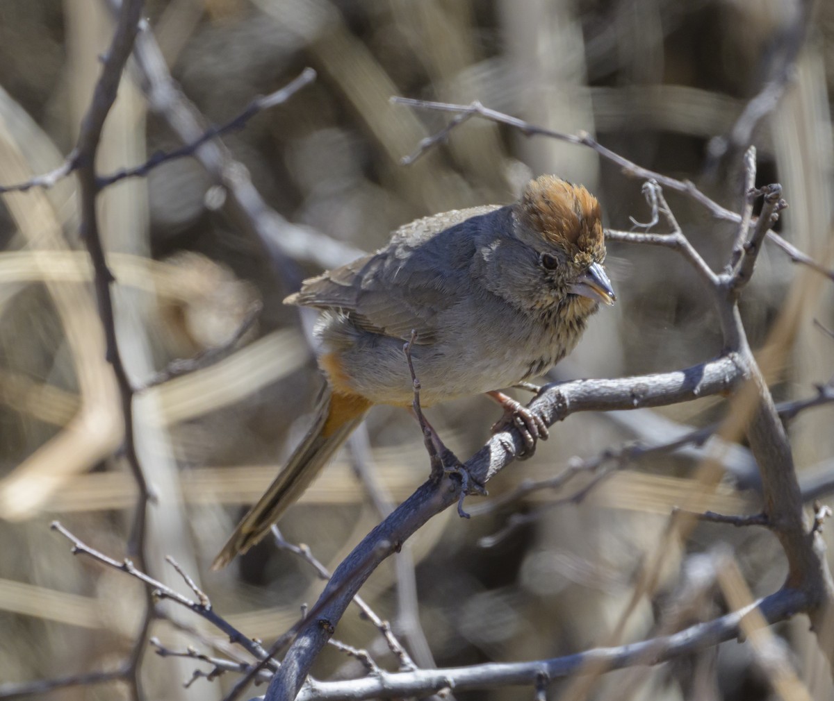 Canyon/Abert's Towhee - ML632446012