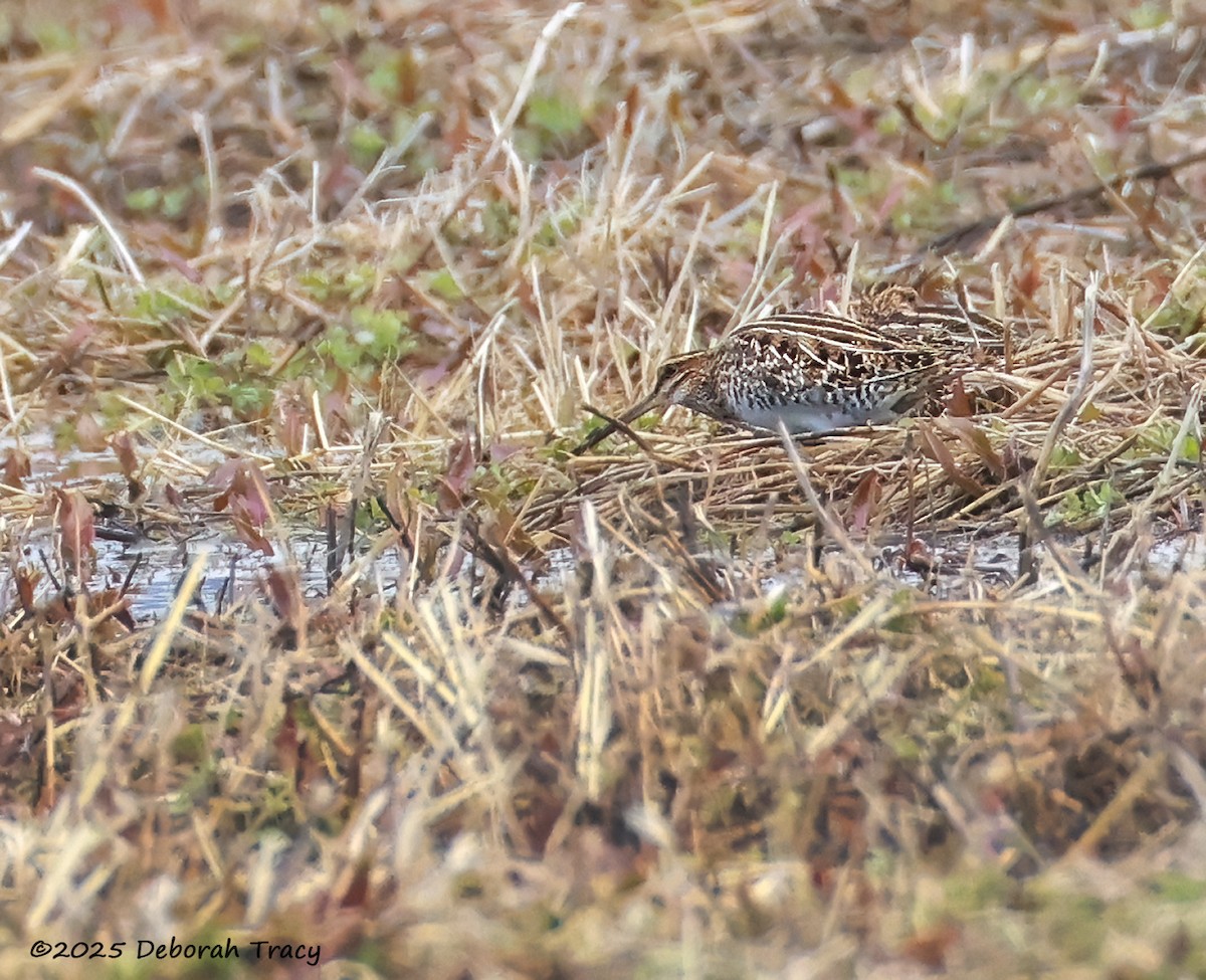 Wilson's Snipe - ML632446076