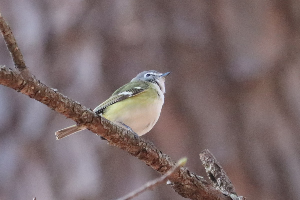 Graukopfvireo - ML632446201