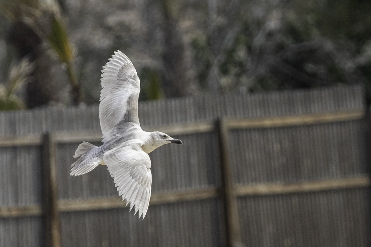 Glaucous-winged Gull - ML632446329