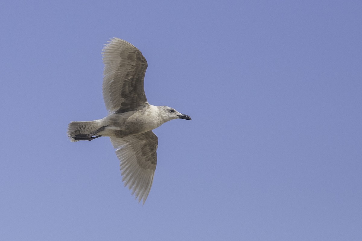 Glaucous-winged Gull - ML632446330