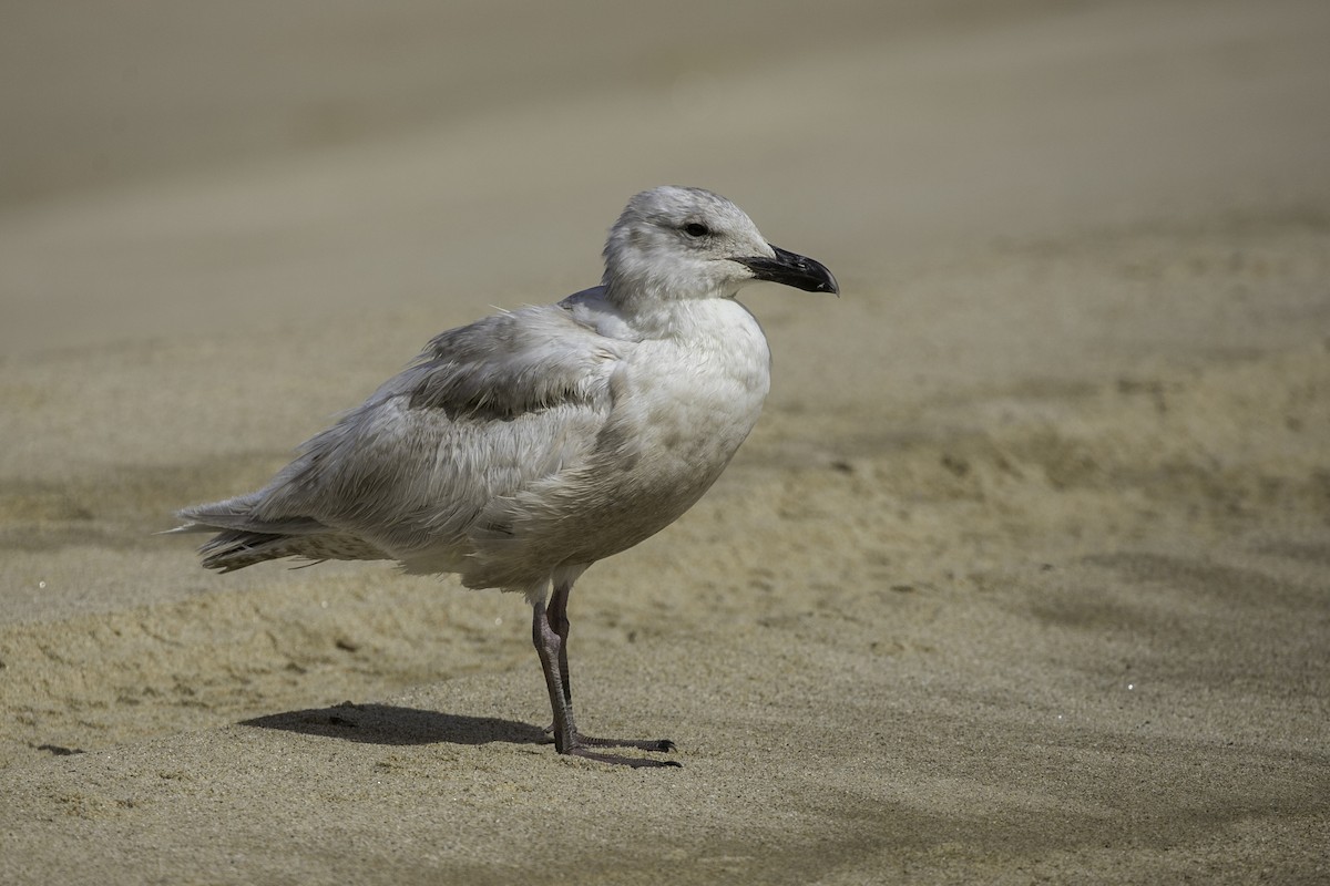 Glaucous-winged Gull - ML632446332