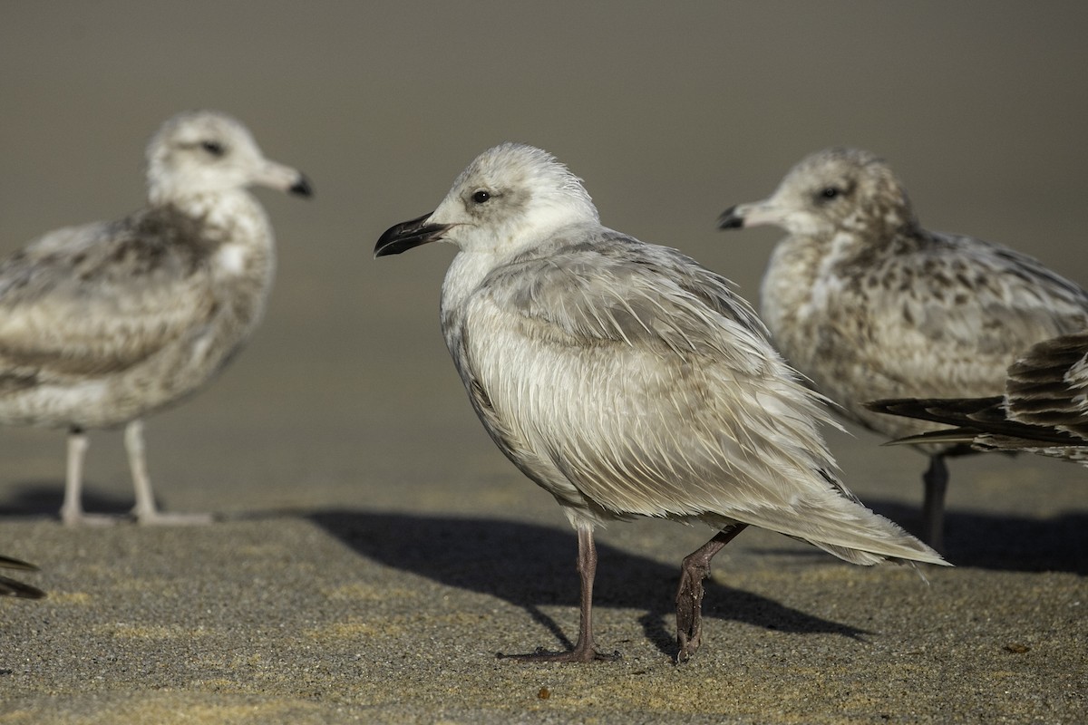 Glaucous-winged Gull - ML632446333
