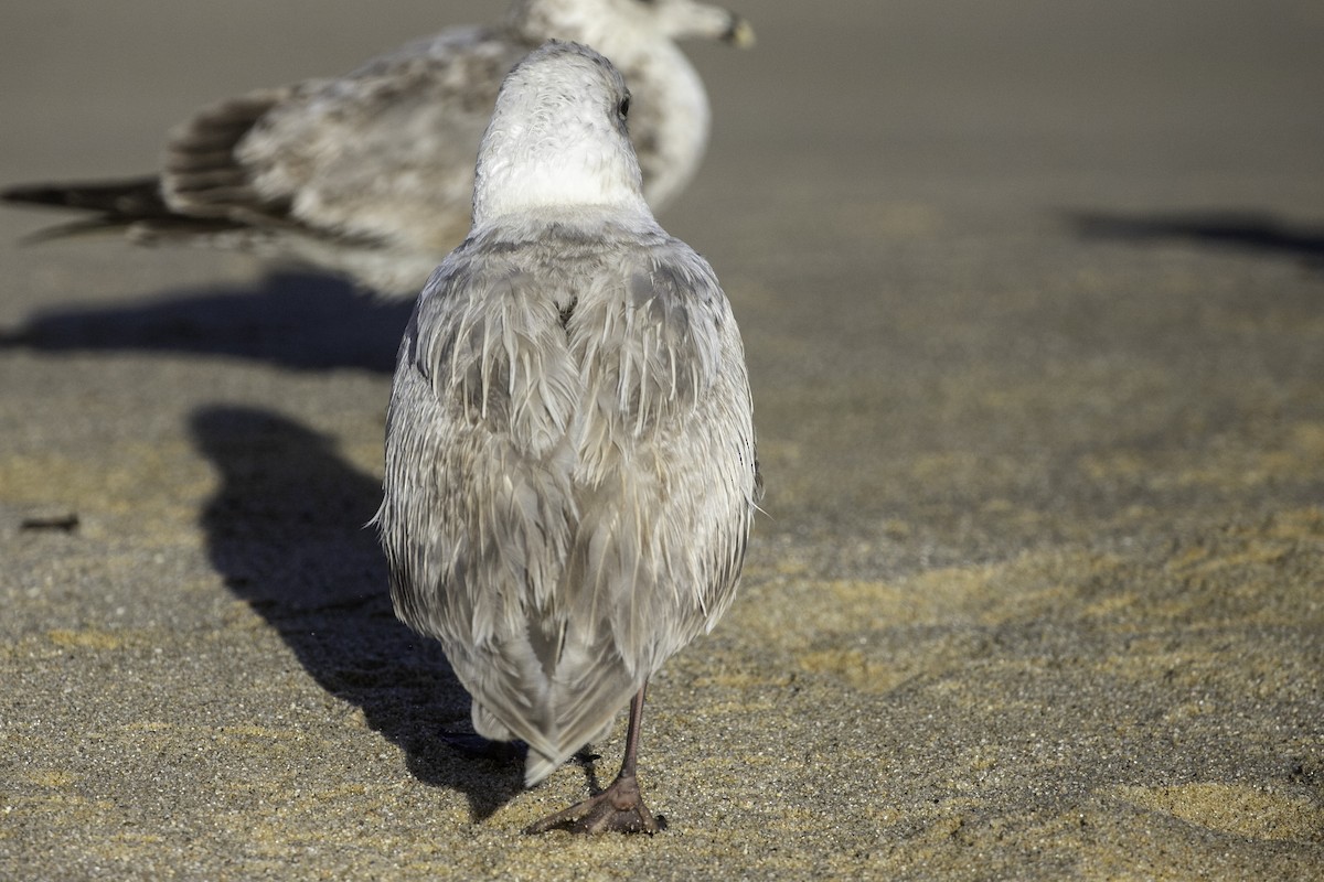 Glaucous-winged Gull - ML632446334