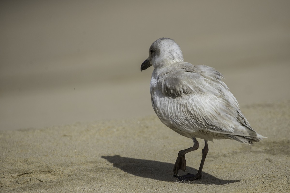 Glaucous-winged Gull - ML632446335