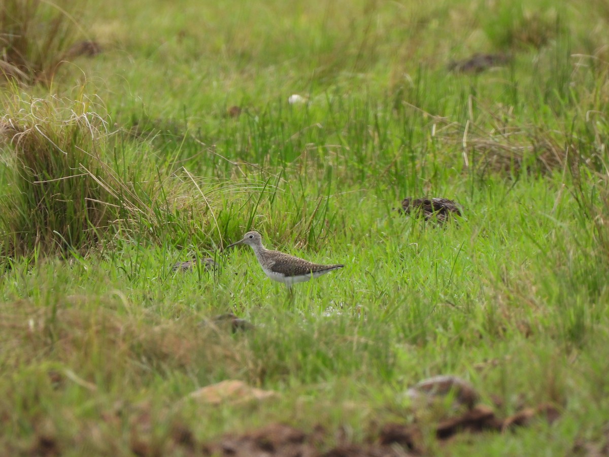 Solitary Sandpiper - ML632446357
