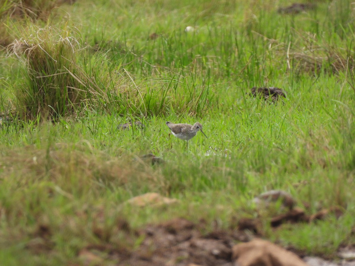 Solitary Sandpiper - ML632446358