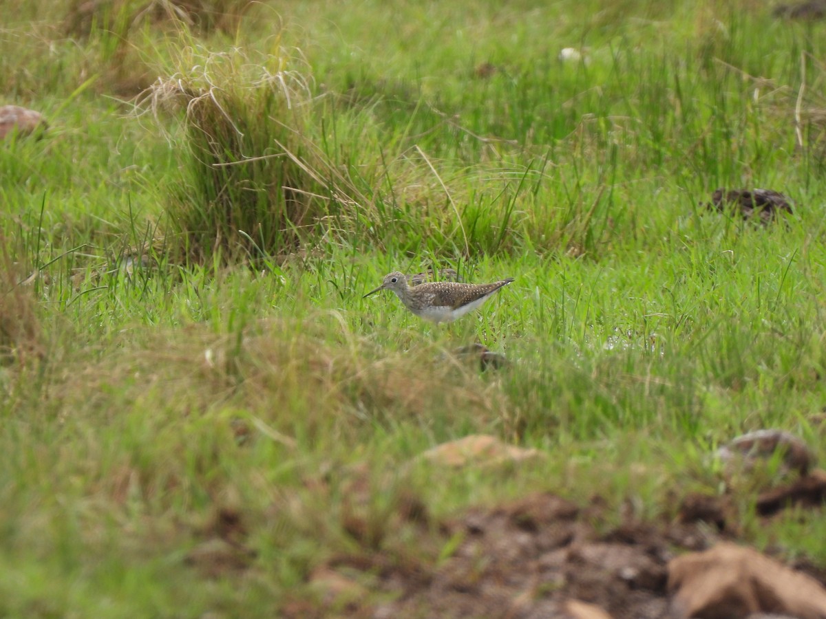 Solitary Sandpiper - ML632446365