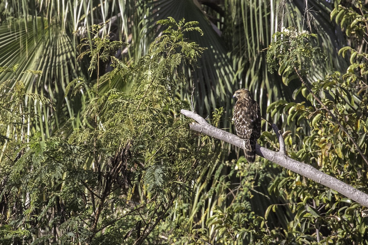Red-shouldered Hawk - ML632446430