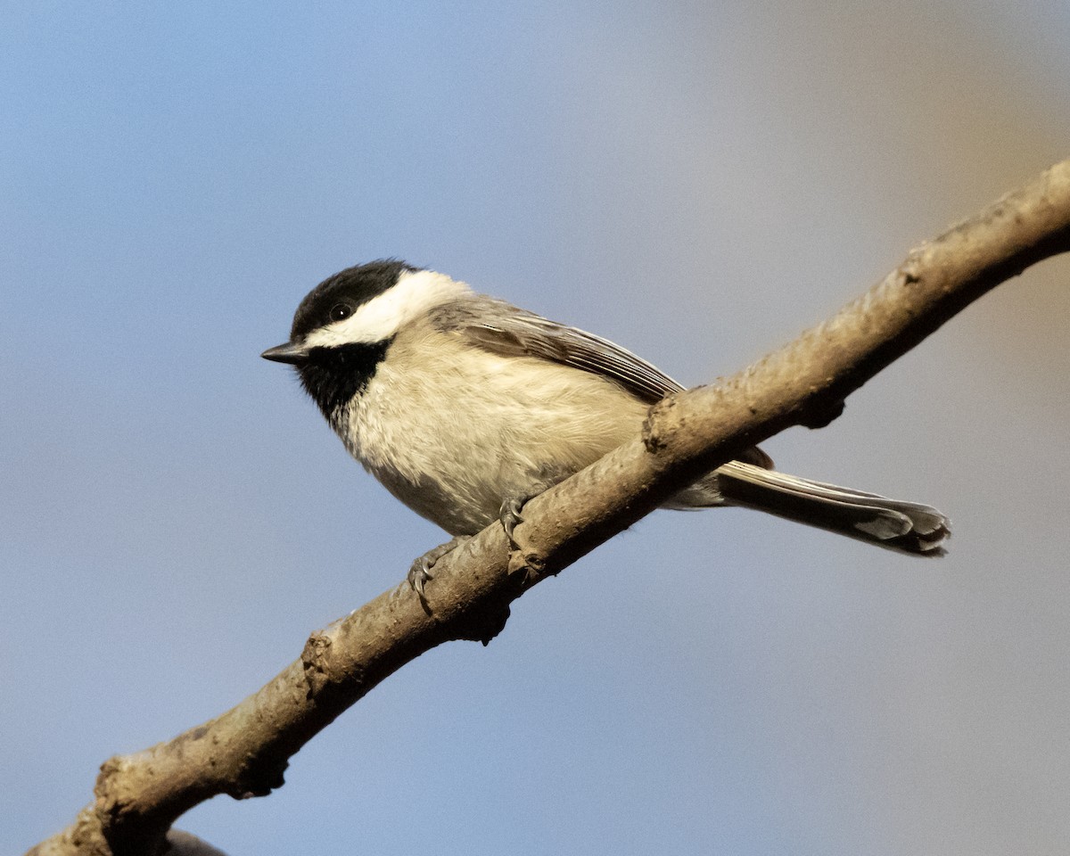 Carolina Chickadee - ML632446446