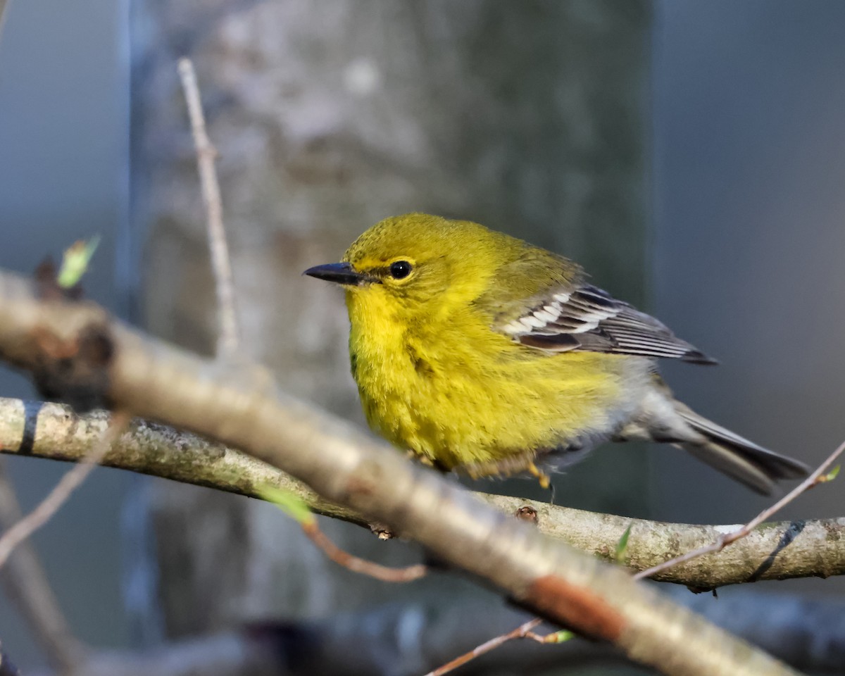 Pine Warbler - ML632446467