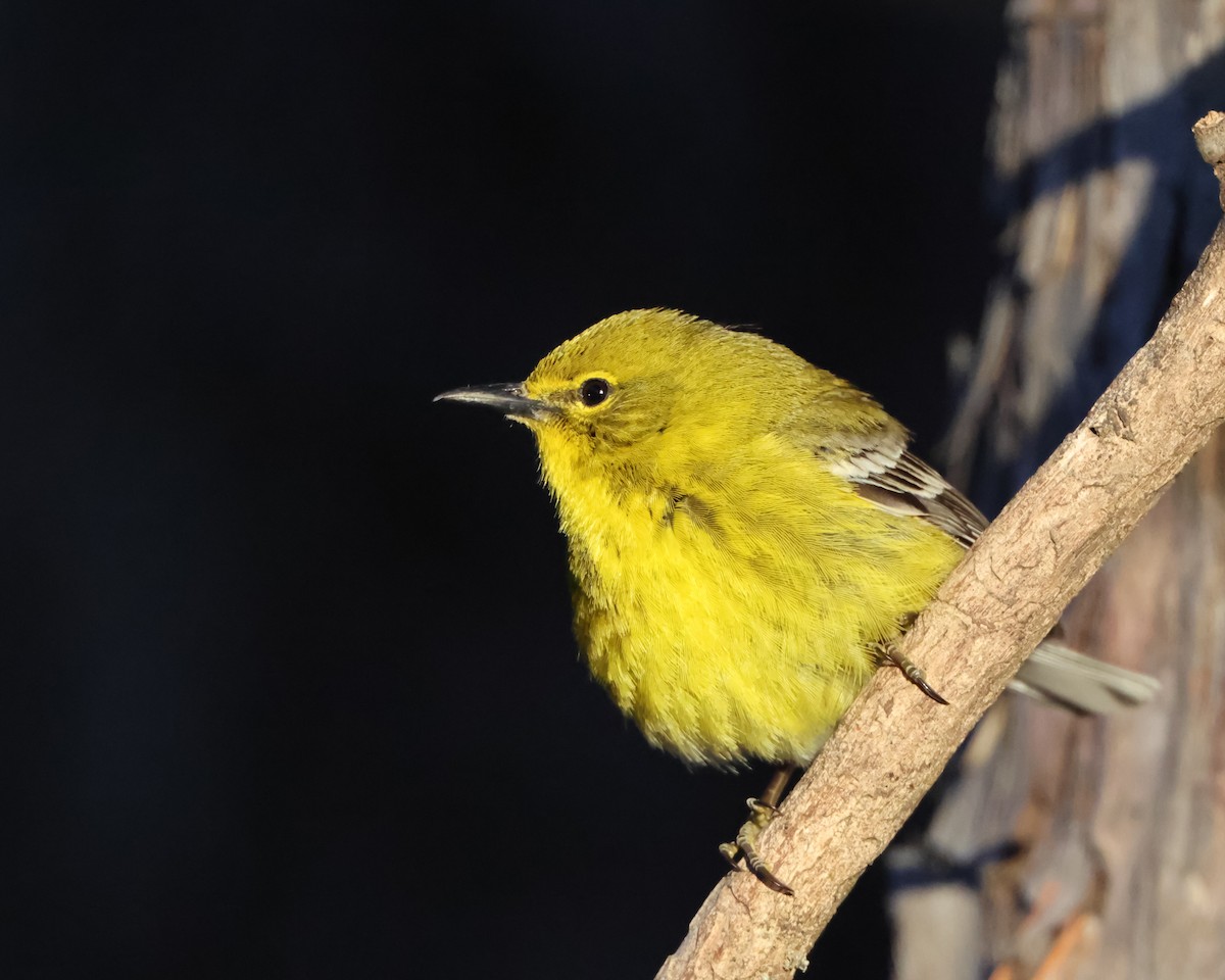 Pine Warbler - ML632446471