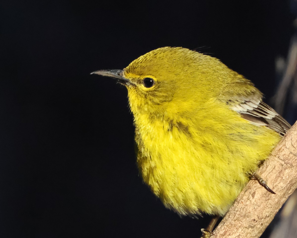 Pine Warbler - ML632446472