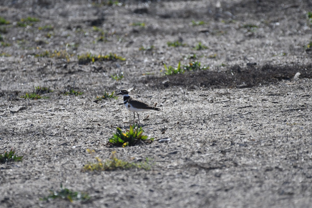 Killdeer - ML632446495