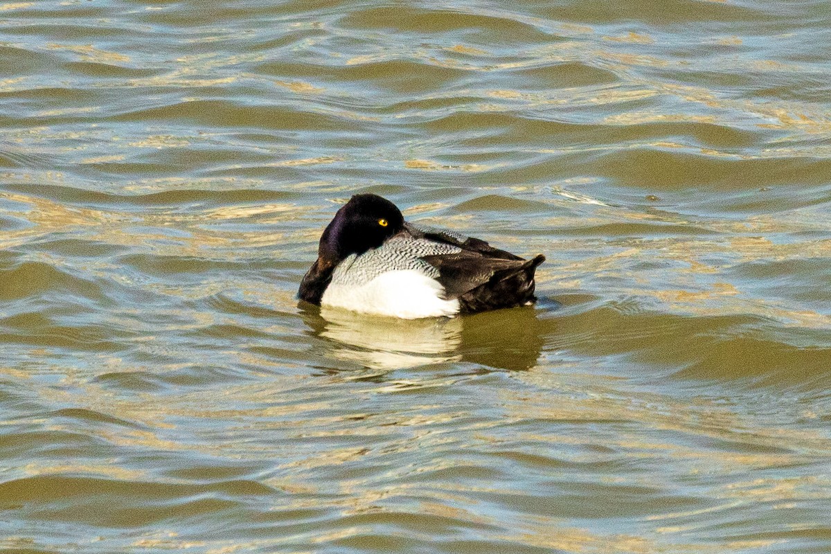 Lesser Scaup - ML632446810