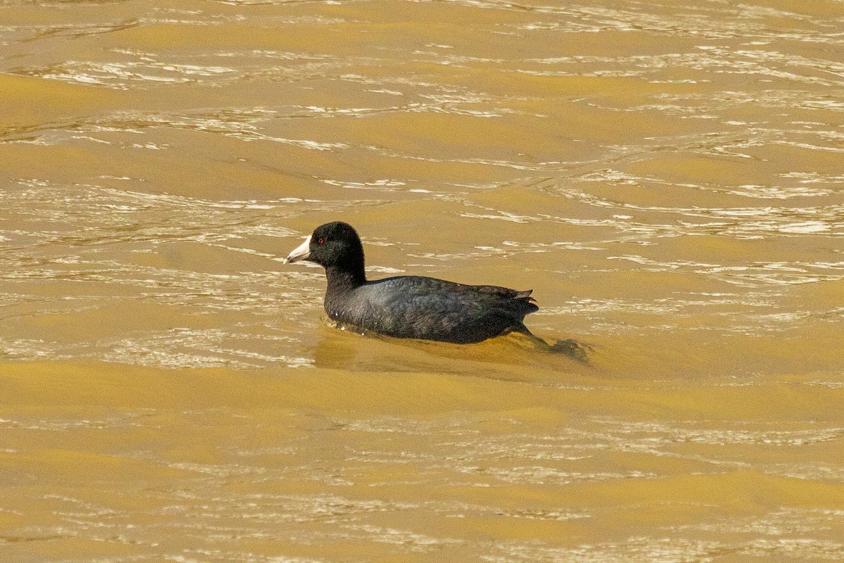American Coot - ML632446816