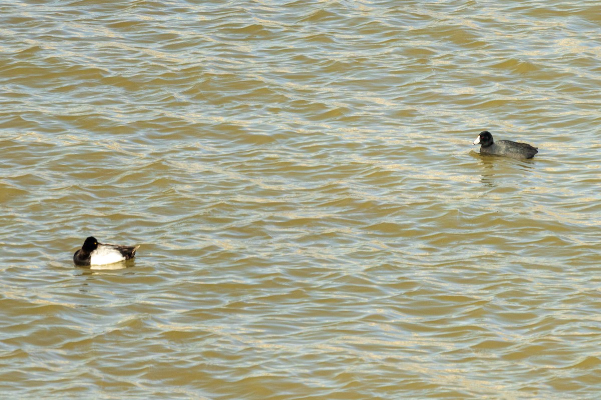 American Coot - ML632446825